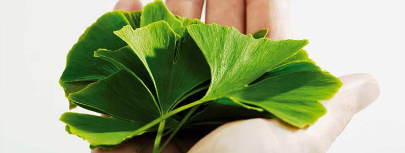 Estratt tal-Ginkgo Biloba Ginkgo biloba extract