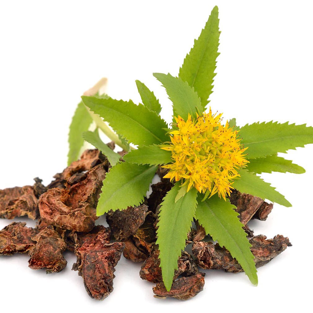 Rhodiola rosea Rhodiola rosea